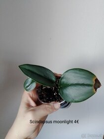 Rôzne izbové rastliny - 9