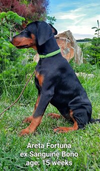 DOBERMANN šteniatka s P.P. - 9