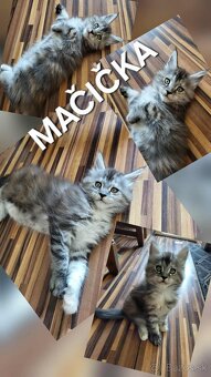 Mačiatka Maine Coon - 9