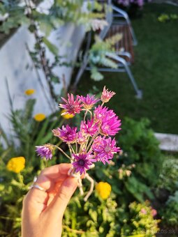 Fialový a biely sucho-kvet (slamienka) 🌸 - 9