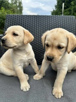šteniatka labrador a (biely psík) - 9