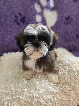 Šteniatka shi tzu - 9