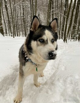 Šteniatka sibírsky husky - 9