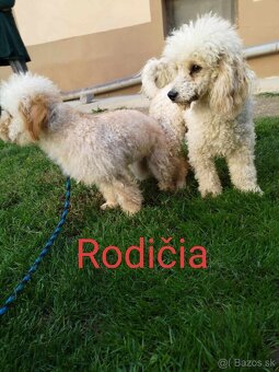Toy Pudlik - Mini Pudel - 9