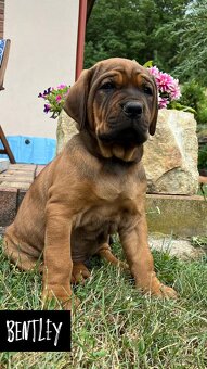 Tosa Inu - štěňátka s PP - 9