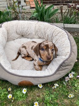 Jazvečík trpasličí krátkosrstý - 9