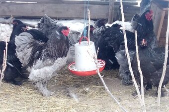 NV Brahmanky modré čierne - 9