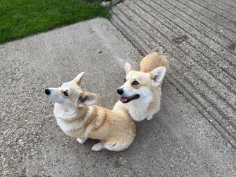 Welsh Corgi - 9