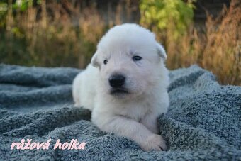 Biely švajčiarsky ovčiak , s PP - 9