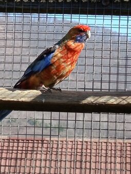 Rozely Adelaidské - 9