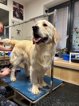 Zlatý retriever - 9