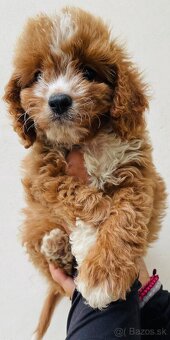 cavapoo dievča - 9