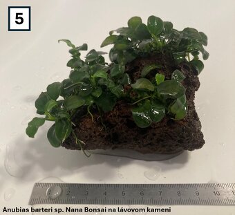 Akváriové rastliny na dekoráciach - 9