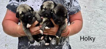 KANGAL - štěňata s PP k odběru od 20.8.25 - 9
