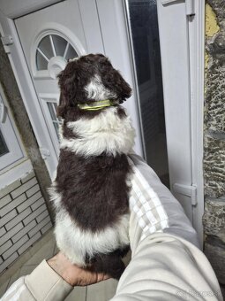 Lagotto Romagnolo/Taliansky vodný pes s PP - 9