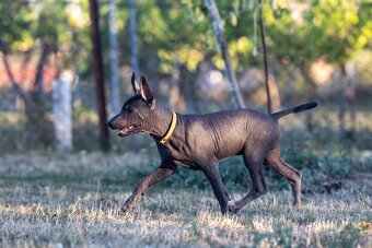 Mexický naháč - 9