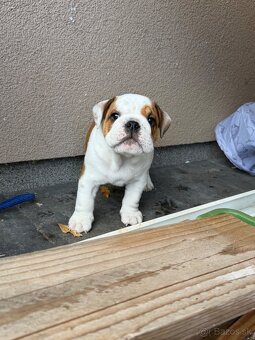 Anglicky Bulldog buldog s pp - 9