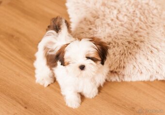 najmilšie Shih-Tzu šteniatka - 9