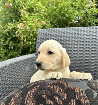 Šteniatka labradora – pripravené na odber Zeptat se - 9