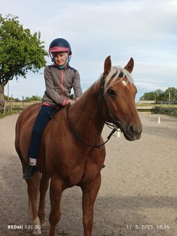 Azteca horse - 9