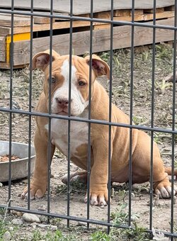 American bully - 9