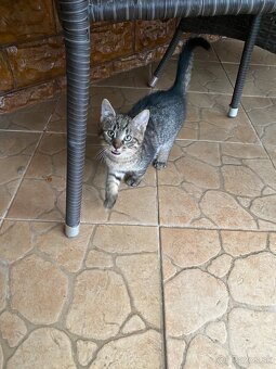 Darujem mačiatka - 9