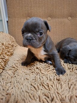 Francúzsky buldoček modrý - 9