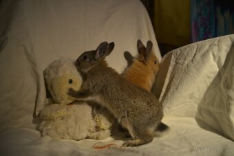 Predám zakrsleho kralička - 9