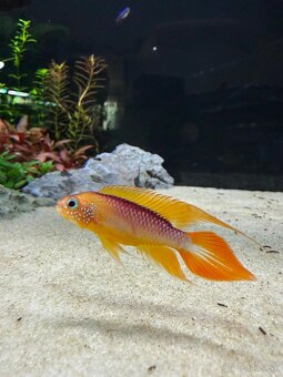 Apistogramma agasizi fire red - 9
