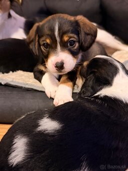 DARUJEM ŠTENIATKA - 9