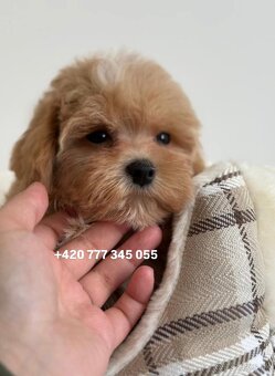 Maltipoo Caramel, pejsek – 1200€ - 9