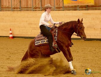 Palomino klisna American Quarter Horse, LTE rodiče i sestra - 9