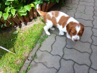 Welsh springerspaniel - 9
