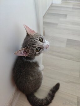 Zamiluj sa na prvý pohľad – kocúrik na predaj - 9