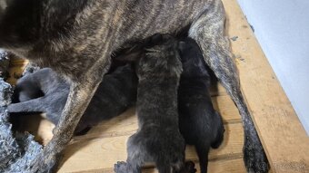 Holandsky ovciak - 9