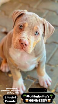 American bully xl/xxl s PP - 9