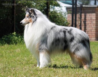 Kólia dlhosrstá s PP - 9