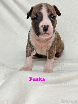 Americky Stafordšírský Terier šteniatka - 9