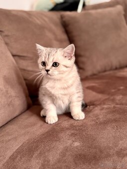 Skotska klapoucha macka, scottish straight s PP - 9