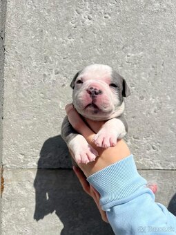 American Bully - 9