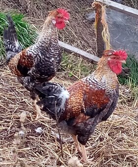 NV zelené green shell - 9