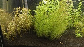 Krevetky, akvarijné rastlinky - 9