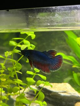 Darujem bojovnicu – samičku - 9