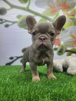 Francuzsky buldoček - 9