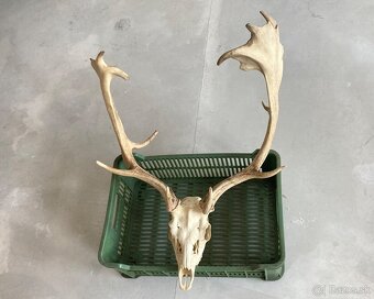 Trofeje jeleň daniel - 9