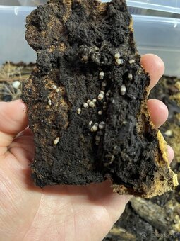 Isopody na predaj bioaktívne poklady pre tvoje terárium 🐛🌿 - 9