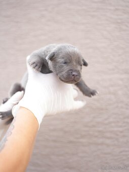 Bandog , Molos , Mastif - 9