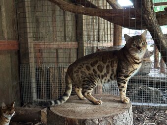 Bengálska mačka - 9