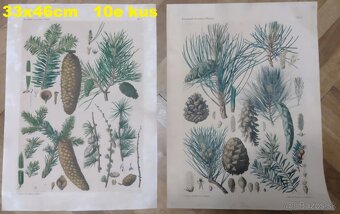 staré školské tabule/plagáty raslín-stromov-zvierat - 9