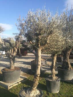 Olivovník bonsai - 9